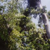  Monkey River, Belize